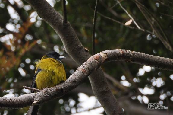 Um belo e tranquilo passarinho em uma árvore em Caleta Tortel, no sul do Chile